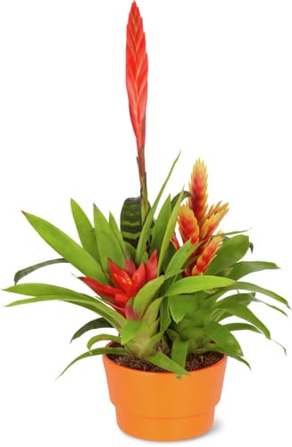 M-Classic bromelia/ guzmania 12cm