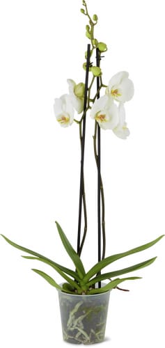 Phalaenopsis 2 steli 12 cm