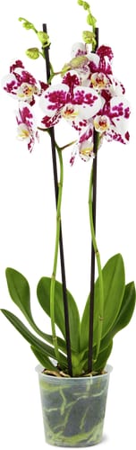 Phalaenopsis 2 steli 12 cm