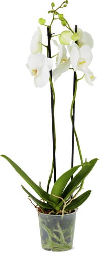 Phalaenopsis 2 steli 12 cm