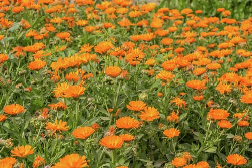 Ringelblume