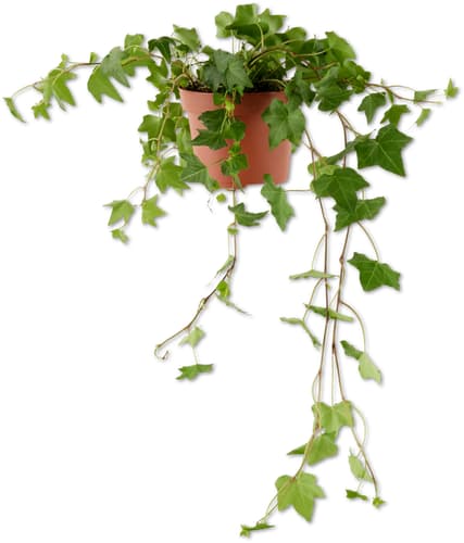 Efeu Hedera helix, Topf Ø 13 cm