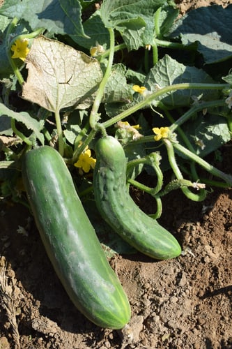 GURKE MARKETMORE