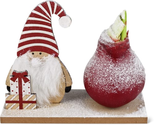 Amaryllis su tavoletta decorativa 19 cm x 8 cm