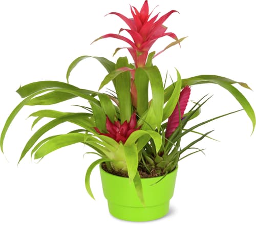 M-Classic bromelia/ guzmania 12cm
