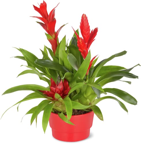 M-Classic bromelia/ guzmania 12cm