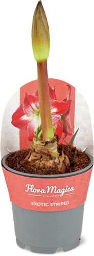Amaryllis 12 cm