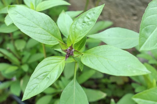 Living Seeds Bio Thai-Basilikum