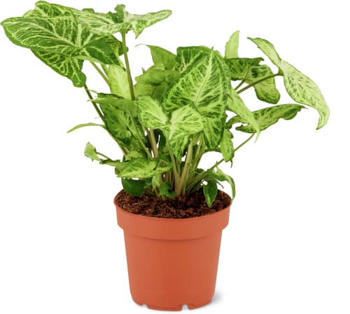 Pianti verdi Mix 12cm
