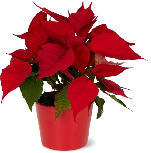 Aus der Region Poinsettia
