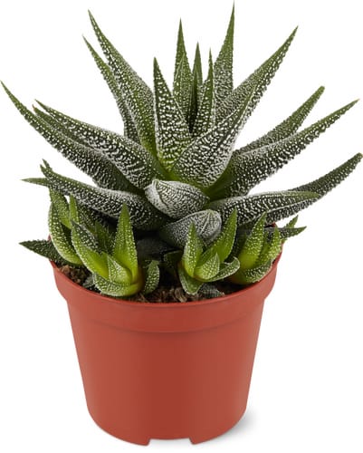 Haworthia fasciata, Topf Ø 8.5 cm