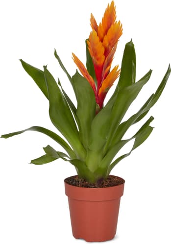 M-Classic bromelia/ guzmania 12cm