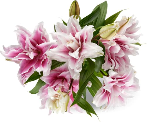 Gigli Roselily