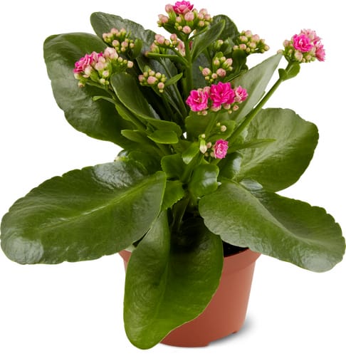 M-Classic kalanchoe 10 cm