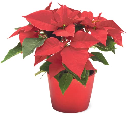 Aus der Region Poinsettia