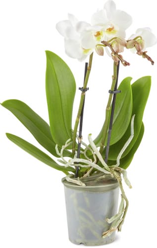 Phalaenopsis multiflora 2 Panicles 9 cm