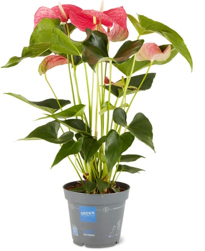 M-Classic Anthurium 17cm