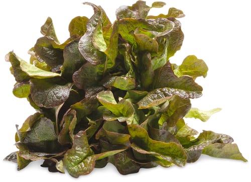 Migros Bio Eichblattsalat rot