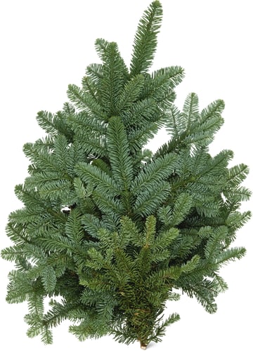 Rami decorativi nobilis