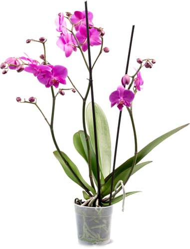 Phalaenopsis 3 steli 12 cm