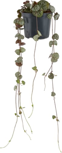 Ceropegia 8.5 cm