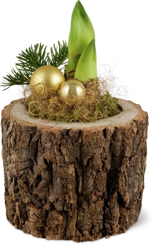 Amaryllis 18 cm in Bark