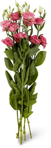 Lisianthus, Bund 5 Stück