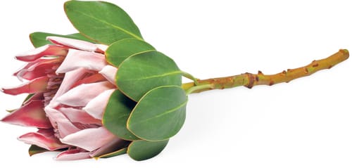Protea Nutan Stück