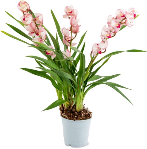 Orchid Planter