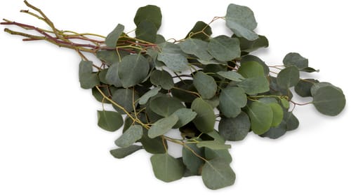 Eucalpytus Populus