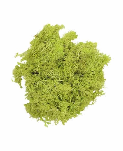 Finland Moss