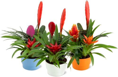 Bromelienschale, 3 Stück in Keramikschale, Ø 16cm