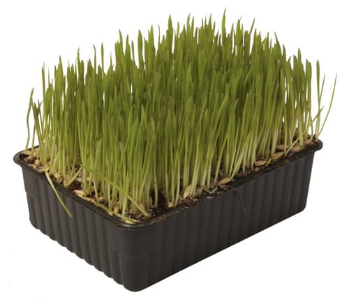 Bio Cat Grass Planter
