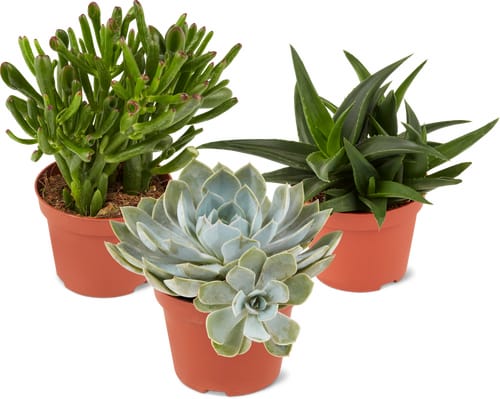 Succulentes mix 10.5cm