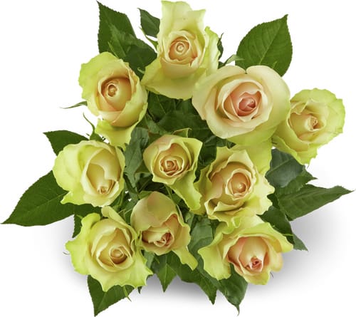 Fairtrade Roses Grande 50cm
