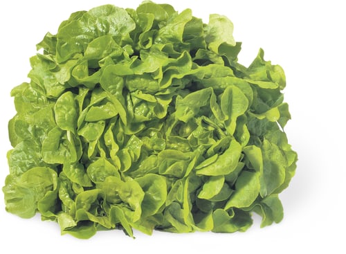 Eichblattsalat grün