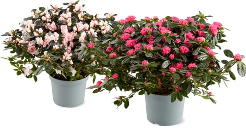 Azalea Busch 17cm
