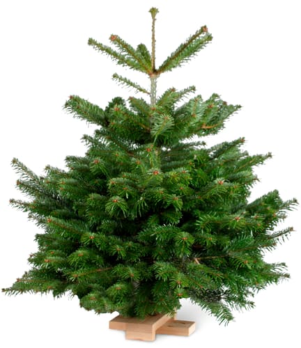 Sapin Nordmann 60 cm, 80 cm