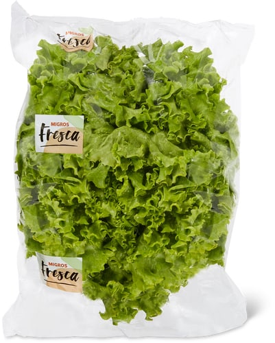 Fresca Batavia Green