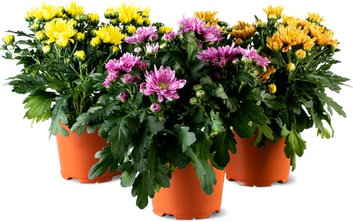 Chrysanthemen 12cm