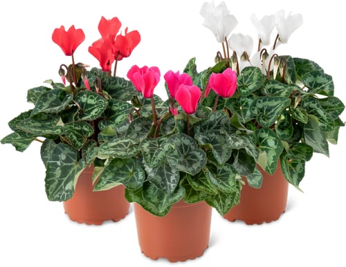 Cyclamens à petites fleurs, 10 cm