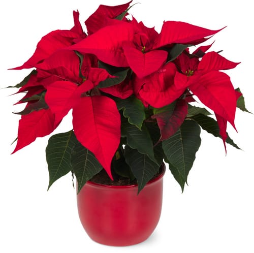 Stella di Natale con brillantini, 13 cm