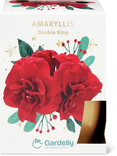 Do it + Garden Amaryllis à fleurs doubles  Pot or et rouge