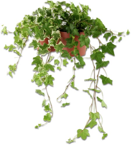 Hedera helix 13cm