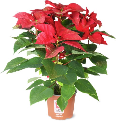 De la région Stella di Natale 17 cm