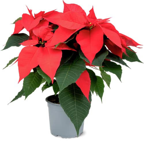 De la région Étoile de Noël 15 cm