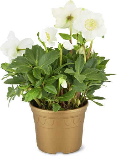 Christrose, Topf Ø 12cm