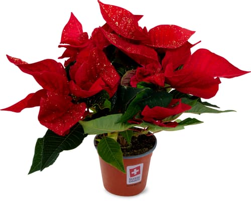 Aus der Region Poinsettia Glimmer 13 cm