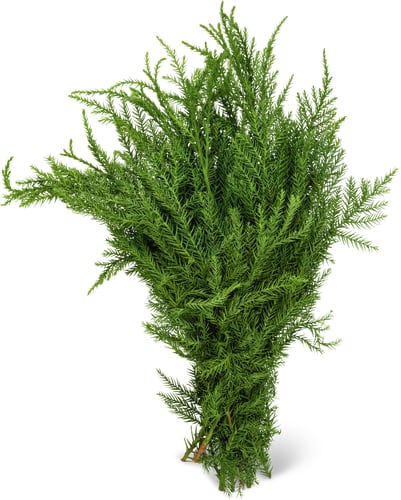 Decorative Cryptomeria Branches
