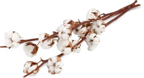 Cotton Twigs